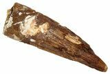 Fossil Spinosaurus Tooth - Real Dinosaur Tooth #333668-1